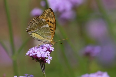 Silver-washed fritillary butterfly (Argynnis paphia) adult insect feeding on a garden Verbena
