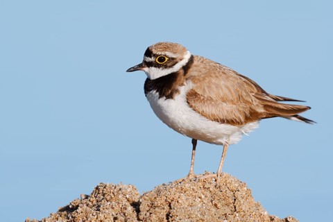 Little Ringed Plover (Charadrius dubius), North Rhine-Westphalia, Germany