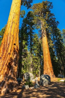Woman tourist standing among massive giant sequoia trees, looking up at their immense scale and red