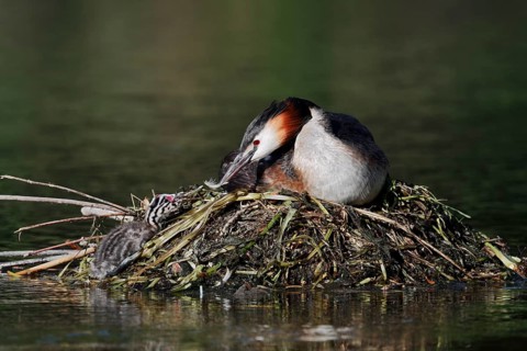 Great Crested Grebe (Podiceps cristatus) with a chick on the nest, an adult bird feeds it a