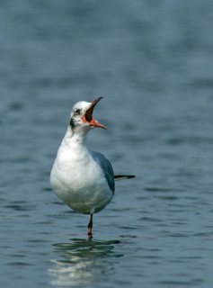 Black-headed gull, chroicocephalus ridibundus, black-headed gull, larus ridibundus, birds,