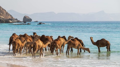 Dromedary (Camelus dromedarius), camels, bathing in the sea, Oman