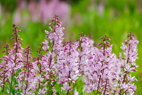 Dipdam (Dictamnus albus), rue family, group, flowering, spring, Neuenburg, Baden-Württemberg,