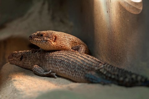 Spiny-tailed skink (Egernia stokesii) in a terrarium, captive, Germany