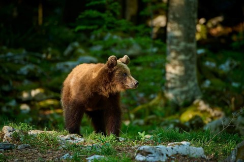 A brown bear stands between rocks, gazing into the distance, European brown bear (Ursus arctos),