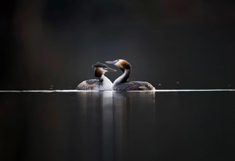 Great Crested Grebe (Podiceps cristatus), pair, Zurich, Switzerland