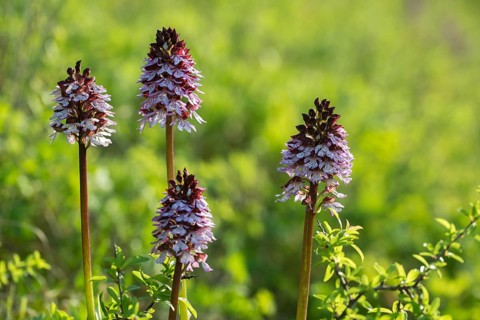 Fireboys' Herb, Neotinea Ustulata, Orchidaceae, Orchids, Orchis Ustulata, Burnt Orchid, Burnt