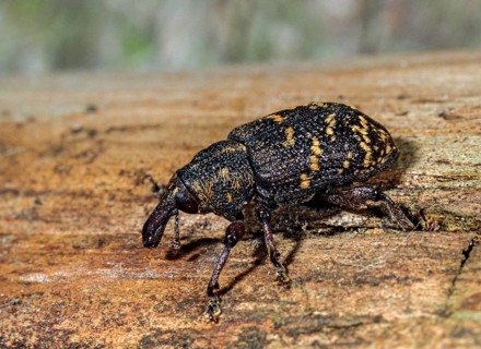 Curculionidae, spruce weevils, large brown weevils, Hylobius abietis, large pine weevil, weevils,