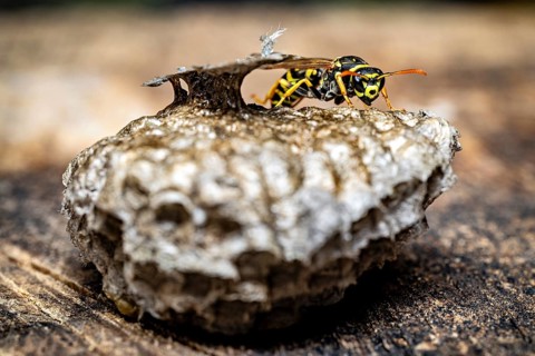 Close-up of a single wasp walking across a textured nest, field wasps on their abandoned nest near