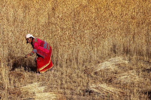 A woman, Nepalese woman harvesting grain with a sickle, Hindu ethnic group, Himalayas, Simikot,