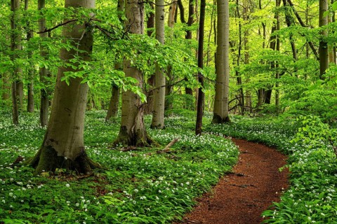 A forest path carpeted in reddish-brown leaves winds its way between European beech trees (Fagus