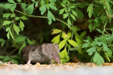 A house shrew (Crocidura russula) amongst green leaves on the ground, looking curious, Hesse,
