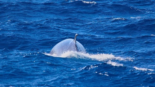 Baleen whale, probably a seiwhale, a whale emerges on the water surface of the blue sea, whale