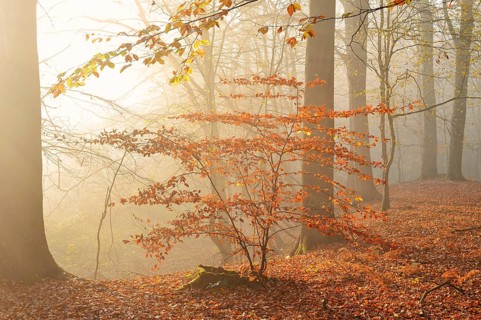 European beech trees (Fagus sylvatica) in the morning mist in an autumnal forest, North