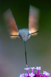 Hummingbird hawk-moth, carp tail, hummingbird swarmer, macroglossum stellatarum, dove tail,