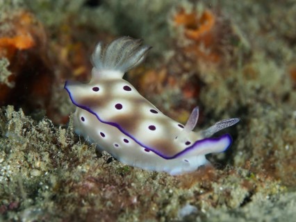 A purple-spotted nudibranch, the magnificent star snail (Hypselodoris tryoni), in a sandy