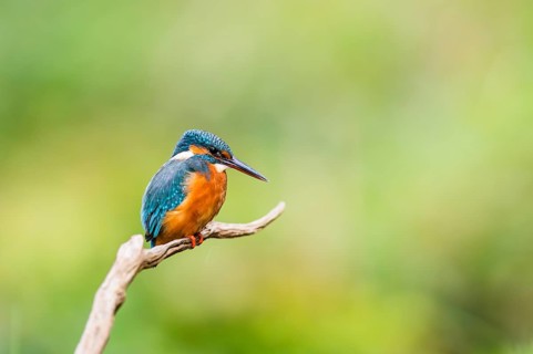 Common kingfisher (Alcedo atthis) sitting on an old wooden branch in late summer, wildife, Bavaria,