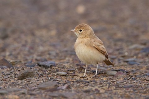 Bar-tailed Lark (Ammomanes cinctura), Morocco