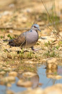 Streptopelia turtur, turtle dove, bath, bathe, bird bath, birds, columbidae, doves, high size,