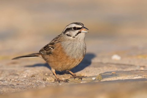 Rock Bunting -Zippammer - Emberiza cia ssp. cia, Spain, adult male