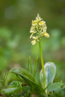 Pale orchid, pale orchid, orchids, orchids, orchids, orchids, orchis pallens, pale-flowered orchid,