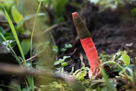 Dog rod, Mutinus elegans, beautiful dog rod, beautiful rod mushroom, elegant dog rod, noble rod