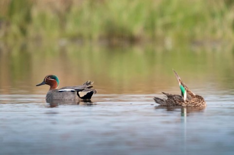 Anas crecca, common teal, grosbeak, crickente, anatidae, birds, ducks, ducks, ducks, birds,
