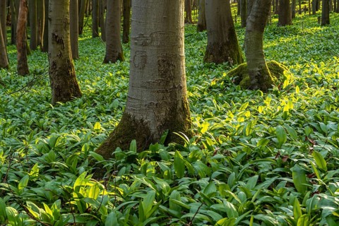 An idyllic deciduous forest in spring, covered in green wild garlic (Allium ursinum),