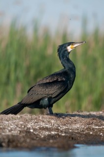 Black shag, cormorant, phalacrocorax carbo, birds, high size, portrait format, pelecaniforms,