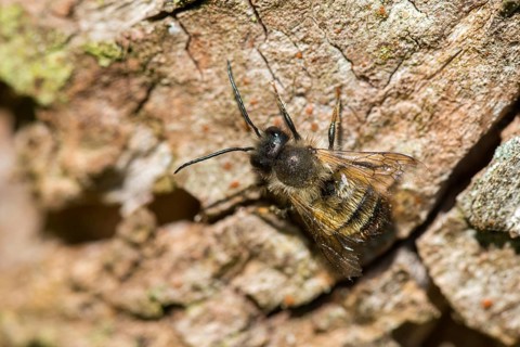 Apidae, bees, hymenoptera, osmia bicornis, osmia rufa, red mason bee, red mason bee, insects,