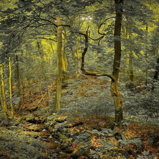 A mystical forest with twisted trees and foliage bathed in yellowish light, atmospheric, hiking in