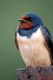 Hirundo rustica, house martin, barn swallow, birds, high size, portrait format, passeri, swallows,