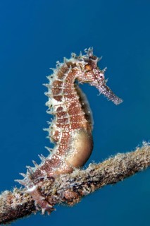 Spiny Seahorse (Hippocampus histrix) holding on to a rope, Red Sea, Gota Abu Raimada, Hurghada,