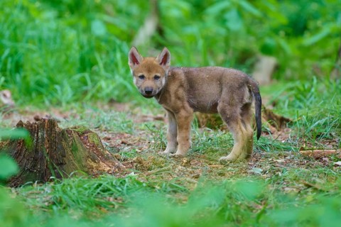 A young wolf cub stands alertly in a green forest next to a tree stump, summer, wolf (Canis lupus),