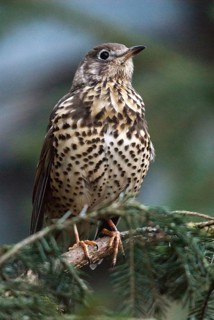 Mistletoe thrush, turdus viscivorus, birds, high size, portrait format, passeri, sleep, songbirds,