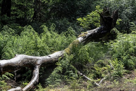 Fallen European beech (Fagus sylvatica), deadwood, Emsland, Lower Saxony, Germany