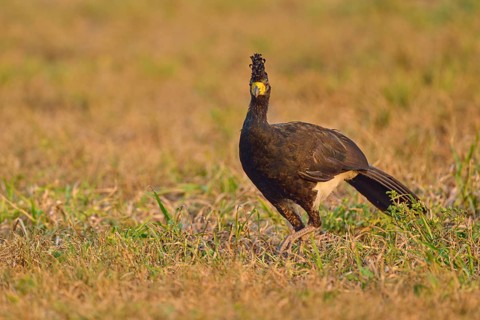 A bird with a feathered cap gazes intently at a meadow, naked-faced curassow (Crax fasciolata),