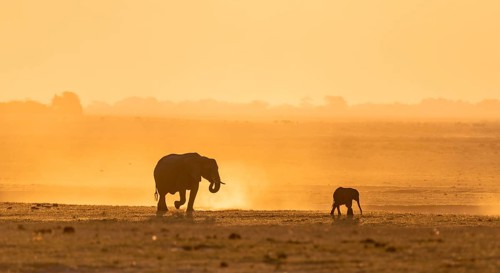 African elephant (Loxodonta africana), silhouette, sunset, atmospheric light, Ihaha, Chobe National