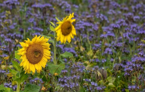 Sunflowers and phacelia, Münsterland, North Rhine-Westphalia, Germany