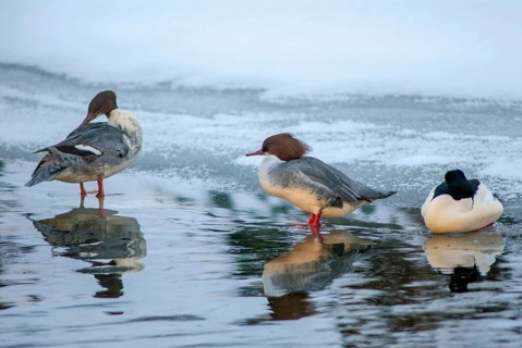 Goosander, goose säger, mergus merganser, anatidae, birds, duckbirds, sawflies, waterbirds, winter