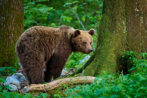 A brown bear stands near a moss-covered tree in the forest, European brown bear (Ursus arctos),