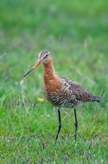 Black-tailed Godwit, Limosa Limosa, Sweden, black-tailed godwit, birds, charadriiformes, high size,