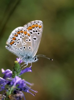 Aricia agestis, brown argus, dark brown blue, heather meadow browning, polyommatus agestis,