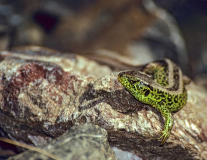 Lacerta agilis, sand lizard, critters, lizards, lizards, ffh, reptiles, lizards, males, reptilia,