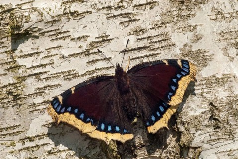 Camberwll beauty, mourning cloak, nymphalis antiopa, mourning cloak, butterfly, insects, butterfly,