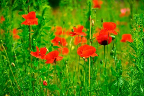 Blooming poppies, Papaver rhoeas, in Kirchwerder, Hamburg, Germany +++ editorial use only