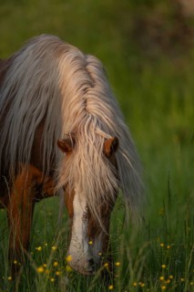 A brown horse eats grass in a green field. There are yellow flowers all around him. The sun is low