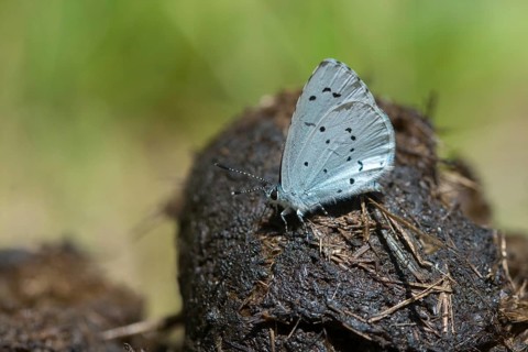 Celastrina argiolus, buckthorn blue, holly blue, blue, butterfly, insects, butterfly, butterflies,