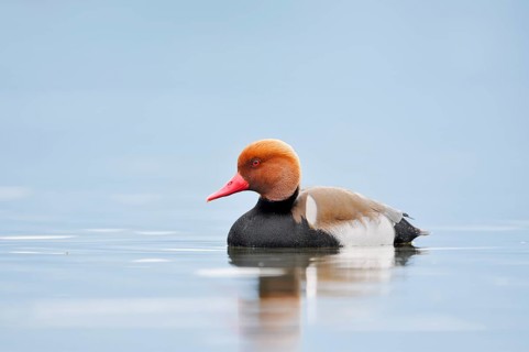 Red-crested Pochard (Netta rufina), a drake swimming on Lake Constance, Baden-Württemberg, Germany