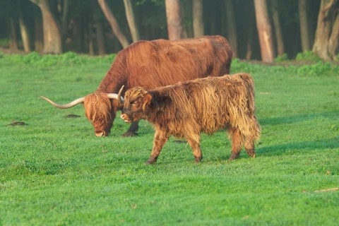 Early one sunny morning, a Highland calf (Bos primigenius taurus) and a cow graze in a green